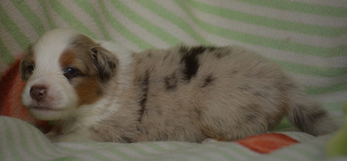 dsc-0081-copie