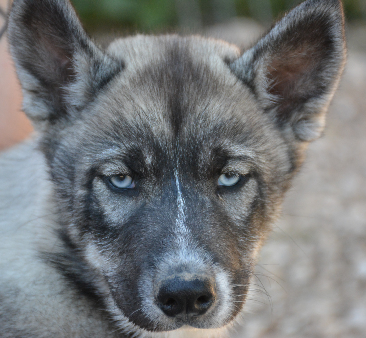 dsc-1241