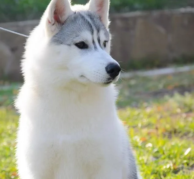 Husky