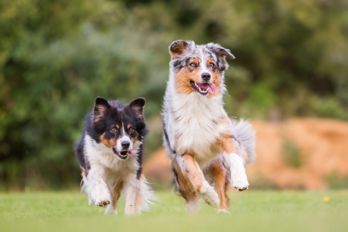 Vente de chiots socialisés