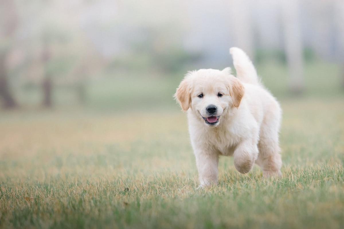 Élevage familial de chiots LOF